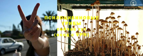 ПСИЛОЦИБИНОВЫЕ ГРИБЫ Абаза